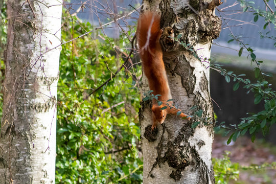 Flauschiges rotes Eichhörnchen als europäisches Eichhörnchen klettert im Baum auf der Suche nach Nüssen im Winter überrascht vom Wintereinbruch mit Winterruhe und Winterschlaf
