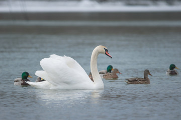 Flock of birds, among which swans and mallard ducks swimming on the river, in winter. Selective focus