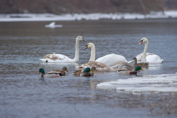 Flock of birds, among which swans and mallard ducks swimming on the river, in winter. Selective focus