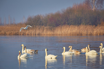 In winter, beautiful swans swim ice-free lake. The wintering grounds.
