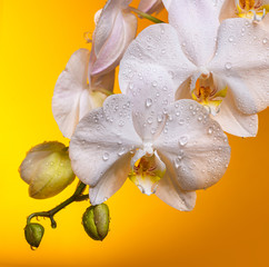 White orchid flowers with buds in drops of dew on a yellow background