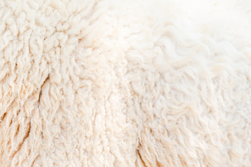 Natural fiber thermal fur wool texture background from sheep with white bright color tone. Backdrop for design art work or text message.