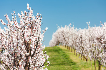 Landscape with blossoming orchard in Spring