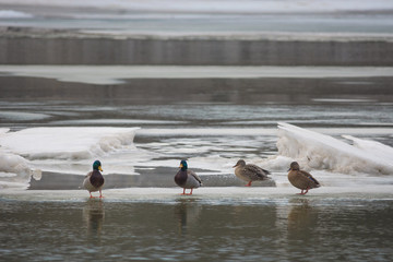 Mallard ducks resting on the river bank, in winter. Selective focus