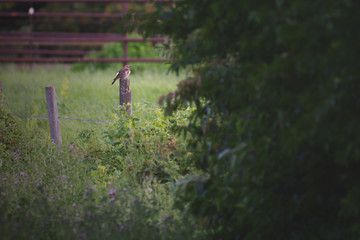 Northern flicker perched on a fence post