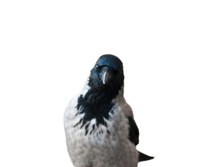 Fototapeta premium Hooded crow, isolated on white background