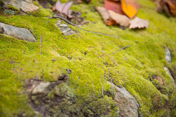Green moss on rocks in the wilderness
