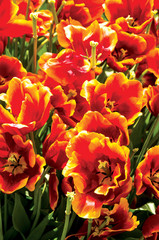 Fototapeta premium red tulips in the garden