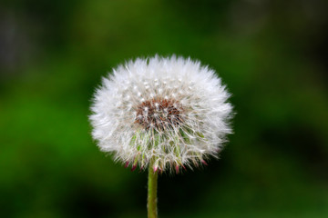 Dandelion in the wild