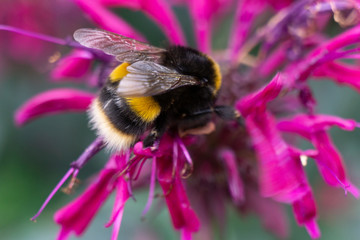 Bees