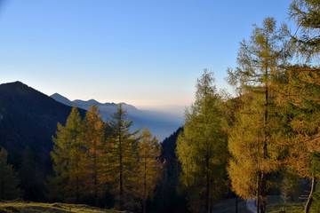 Herbstwald bei Nebel