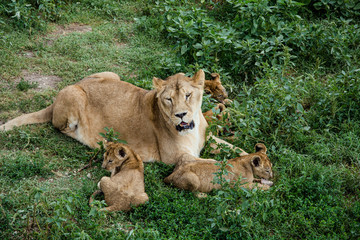 Wild lioness lying with kids. An animals on the green grass. Savannah wildlife.