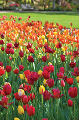 field of red tulips