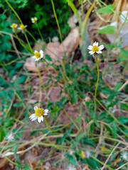 Photo of coat buttons flower. it's a little flower and growing on summer.