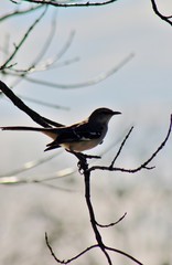 bird on a branch