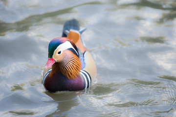 Mandarin Duck