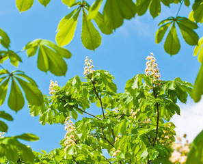 blooming chestnut against blue sky in sunny spring day