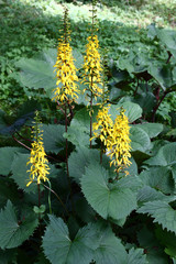 Fototapeta na wymiar Long inflorescences with bright yellow flowers and fresh large gear green leaves of a ligularia przewalskii.