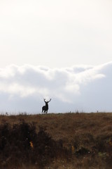 Fototapeta na wymiar silhouette of stag