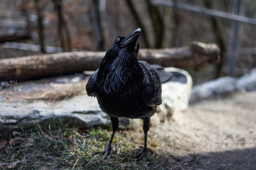 Raven looking up