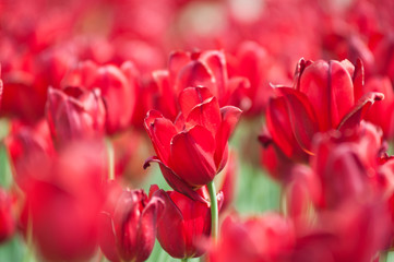 red tulips in sunny spring day