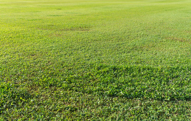 green field in spring