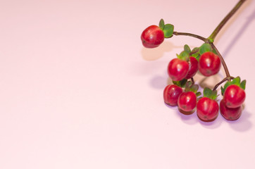 The flat lay composition of dry grass and flowers at pink background with copyspace for a text