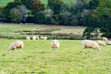 Field of white sheep in the highlands in Sky,Mountain range at sunset,Beautiful mountains landscape view,England , United of kingdom,UK