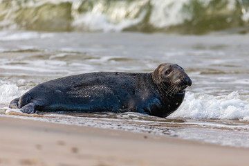 Gray seal (Halichoerus grypus) on the beach in the Slowinski National Park. Czolpino, Leba, Poland. © bchyla