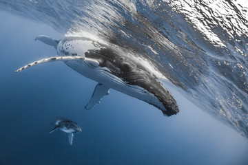 Vue sous-marine de baleines à bosses