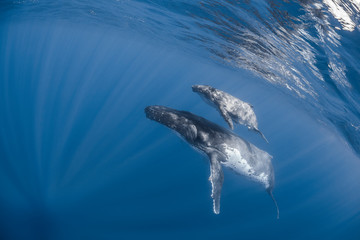 Vue sous-marine de baleines à bosses