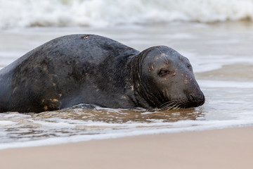 Gray seal (Halichoerus grypus) on the beach in the Slowinski National Park. Czolpino, Leba, Poland.