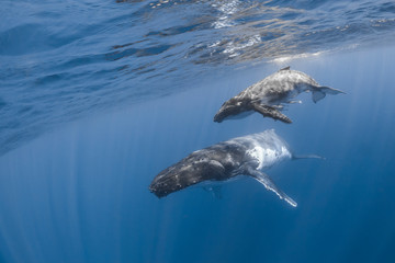 Fototapeta premium Vue sous-marine de baleines à bosses