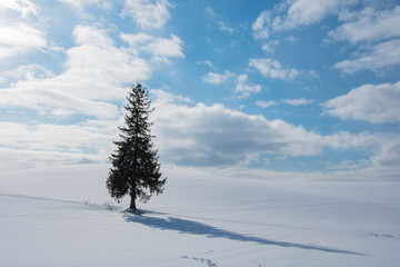 クリスマスツリーの丘