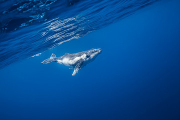 Vue sous-marine de baleines à bosses