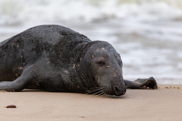 Gray seal (Halichoerus grypus) on the beach in the Slowinski National Park. Czolpino, Leba, Poland.