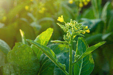 False pakchoi flower (Brassica rapa, Flowering white cabbage) closeup in vegetable plants..