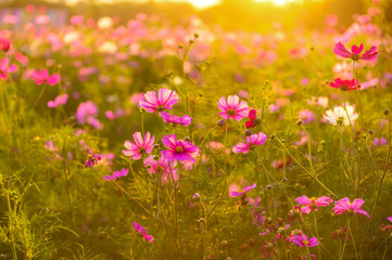 Beautiful cosmos flowers blooming in garden with sunset light