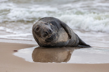 Gray seal (Halichoerus grypus) on the beach in the Slowinski National Park. Czolpino, Leba, Poland.