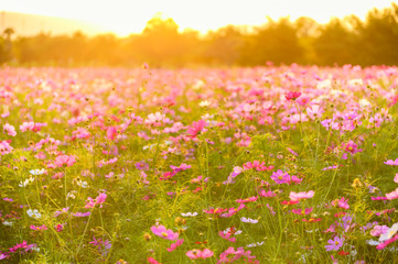 Obraz na płótnie Canvas Beautiful cosmos flowers blooming in garden with sunset light