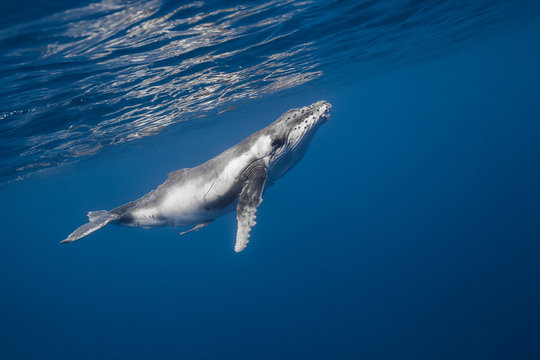 Vue sous-marine de baleines &agrave; bosses