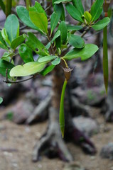 mangrove seed