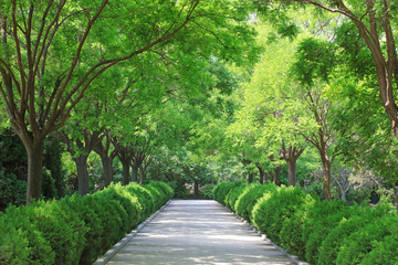 avenue in the park