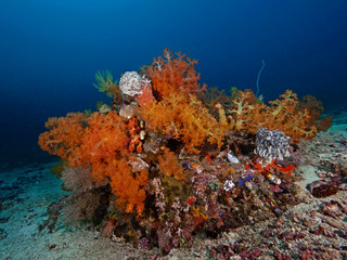 Naklejka na ściany i meble Soft Coral Colony, Bäumchenkorallen Kolonie