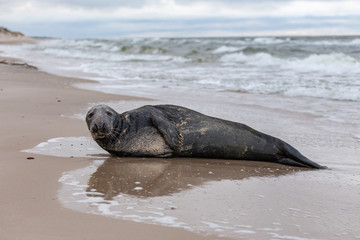 Gray seal (Halichoerus grypus) on the beach in the Slowinski National Park. Czolpino, Leba, Poland.