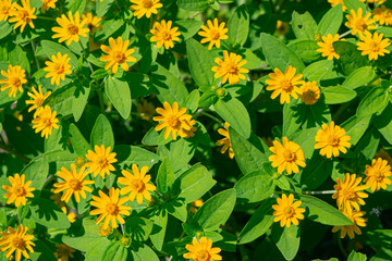 sun-loving plant melampodium also know as butter daisy flowers