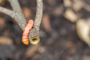 Red Zeuzera coffeae or moths stem borer destroy tree, it is dangerous insect pests with plant...