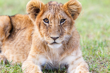 Fototapeta na wymiar Young lion lying and looking at the camera