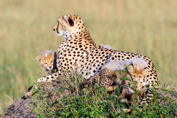 Fototapeta na wymiar Cheetah with cubs lying and watching
