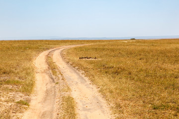 Fototapeta na wymiar Dirt road on the savanna in Africa to the horizon
